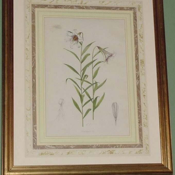 Framed Lithograph of Botanical