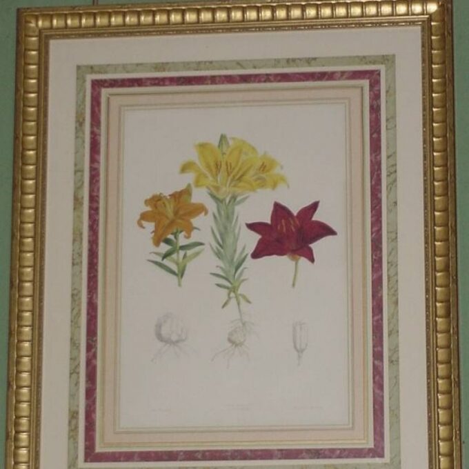 Framed Three Color Plates Of Botanical