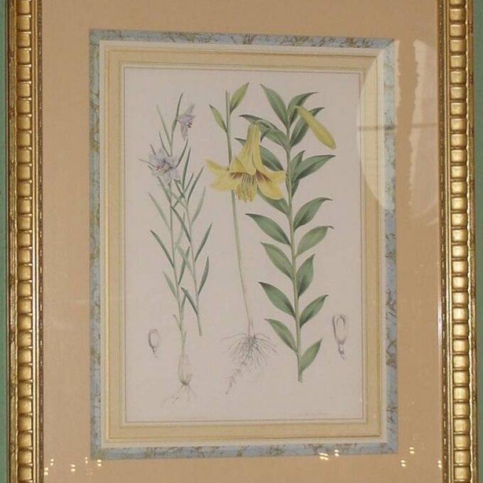 Framed Three Color Plates Of Botanical - Image 2
