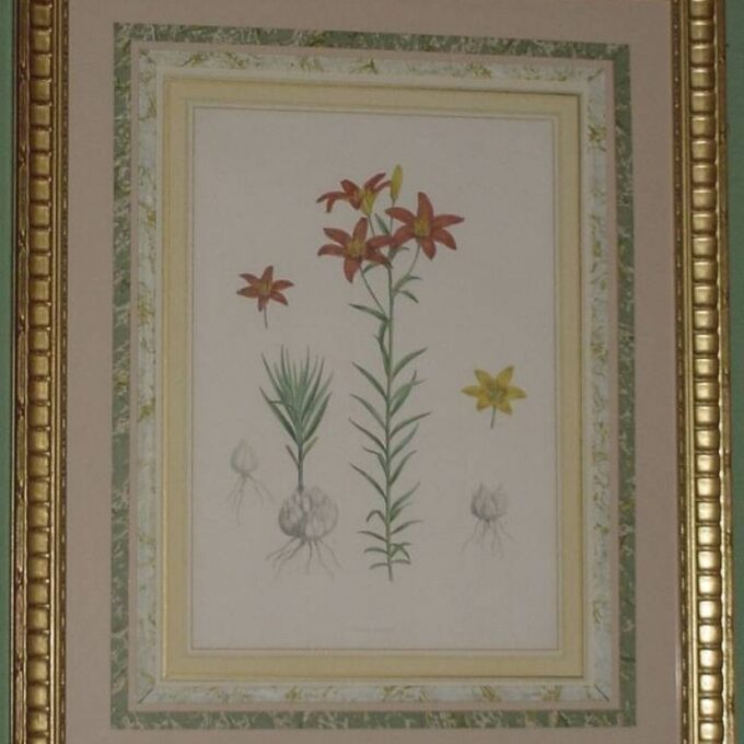 Framed Three Color Plates Of Botanical - Image 3