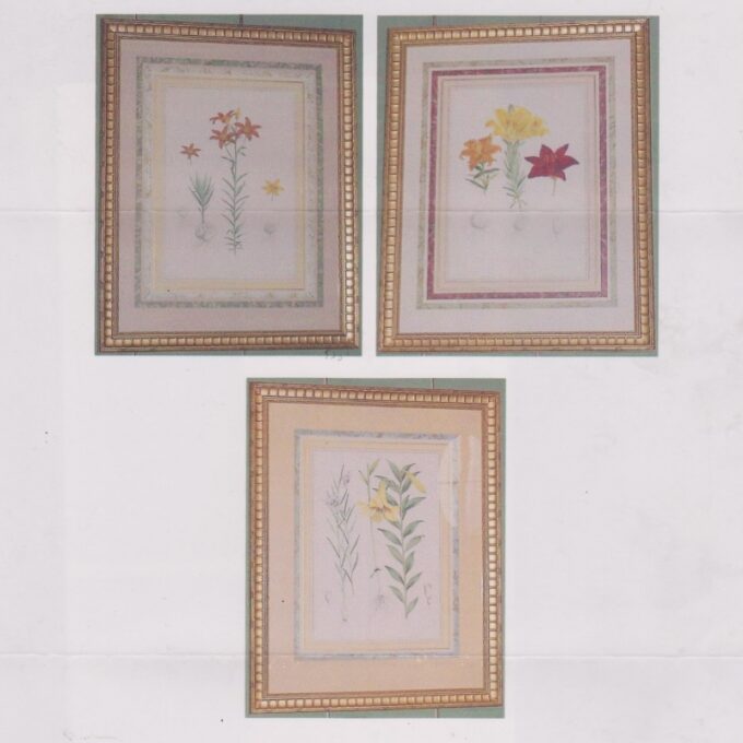 Framed Three Color Plates Of Botanical - Image 4