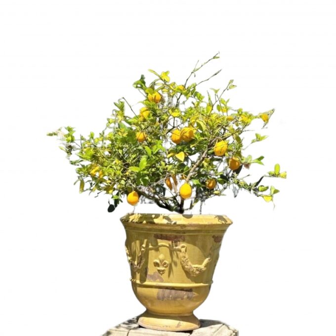 Antique French Glazed Terracotta Planter Anduze Green Color cachepot jardinière